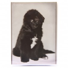 Фотоальбом 36ф 10X15см, ПП карм.,мягкая обложка, r/h: animals black&white, 46818